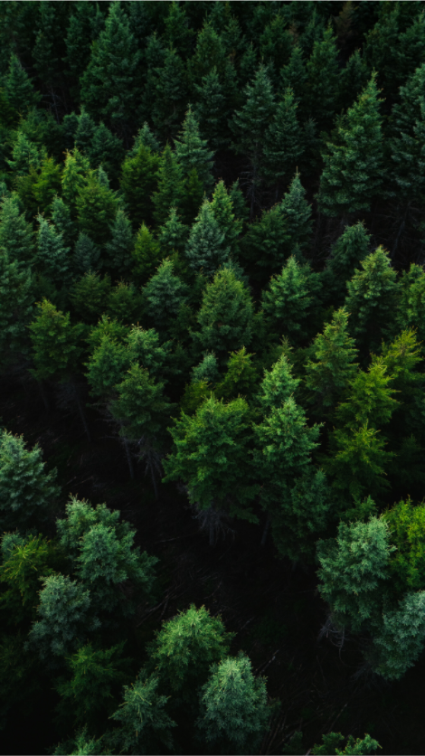 Forêt Boréale – Cœur de la Nature Canadienne