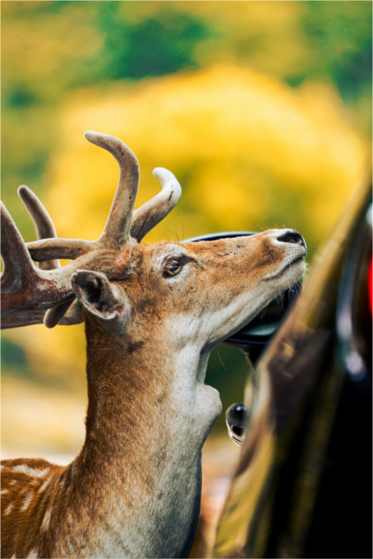 Rencontre Sauvage – Daim en Safari